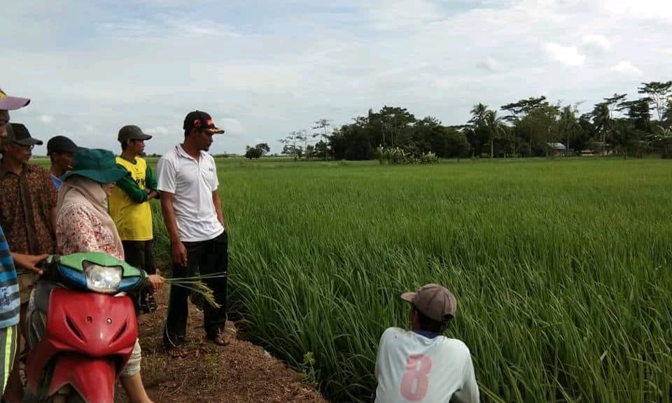 Varietas Padi Hibrida  Responsif di Lahan Pasang Surut Kalimantan Tengah