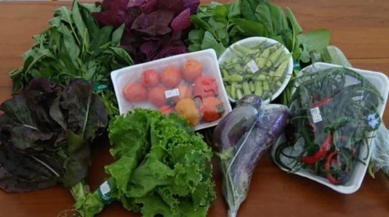 Sayuran Menjadi Sehat, Segar, dan Awet Berkat Biochar-Kompos