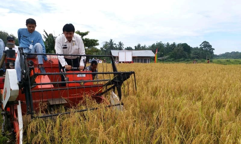 Di Kampar Riau Jarwo Super Manpu Tingkatkan Produksi Padi  8 Ton/Ha