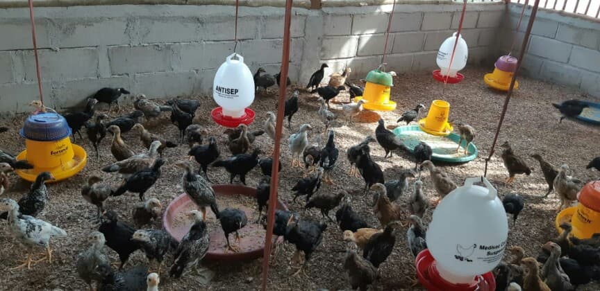 Komisi IV DPR-RI Dukung Pengembangan Peternakan Ayam KUB di Kalteng