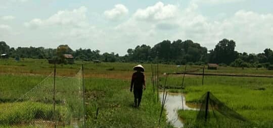 Malinau Kalimantan Utara Sinergikan Upsus dengan Rasda