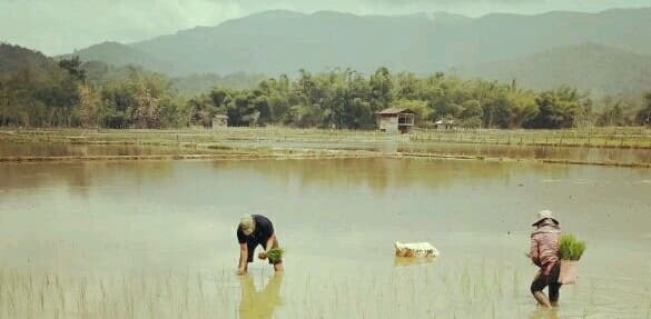 Nunukan Kaltara Dukung Kedaulatan Pangan Melalui Upsus Pajale