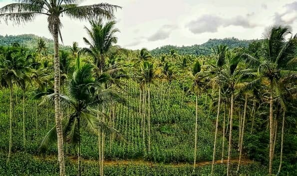 Banggai Kepulauan Tambah Areal Tanam Baru Untuk Produksi Jagung 10 Ribu Hektar