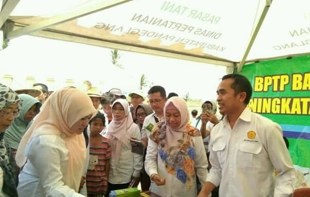 BPTP Banten Meriahkan Gebyar Panen Pedet dan Eneng di Kabupaten Pandeglang