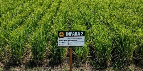 Jelang HPS Ke 38, Kementan Ungkap Teknologi Untuk Sulap Rawa Jadi Lahan Pertanian