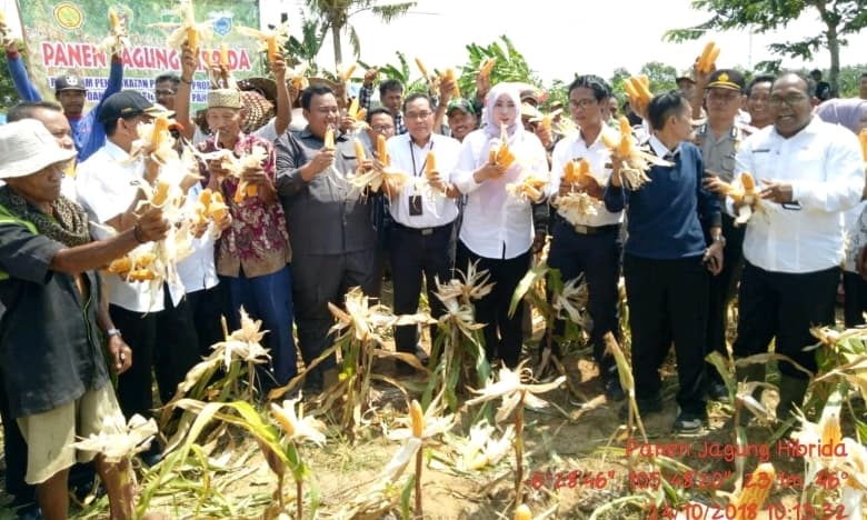 Panen Jagung dan Pelepasan Perdana Benih Kedelai Kab.Pandeglang ke Lampung
