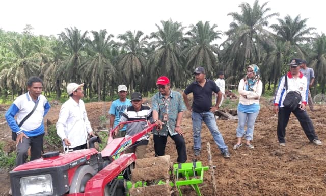 Penerapan Largo Super di Lahan Replanting Kelapa Sawit di Provinsi Jambi