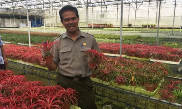 Dirjen Hortikultura Realisasikan Izin Ekspor Tanaman Hias 3 Jam