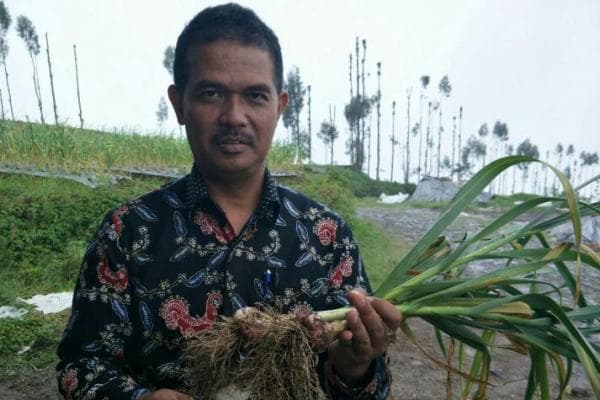 Dari Aceh Sampai Papua, Bawang Putih Mulai Menghampar
