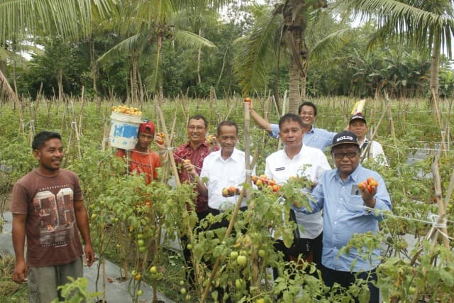 BKP Kementan Berdayakan Petani Miskin di Maluku dan Maluku Utara