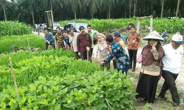Replanting Sawit Kabupaten Siak Jadi Percontohan
