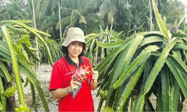 Pengembangan Buah Naga di Sambas Kalimantan Barat