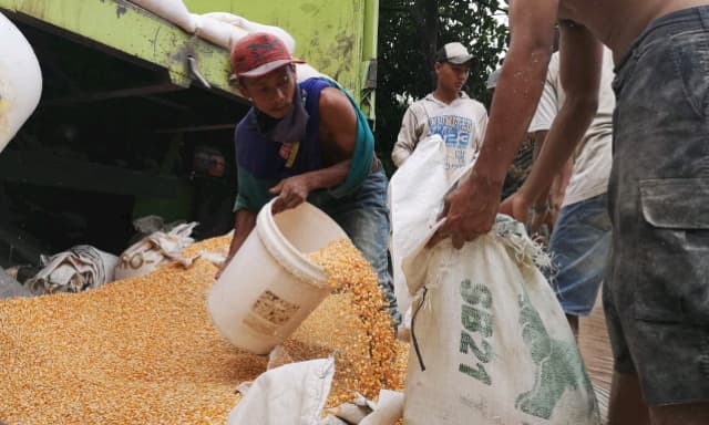 Pemerintah Peduli Peternak Rakyat: 70 ribu ton jagung pakan sudah siap distribusi