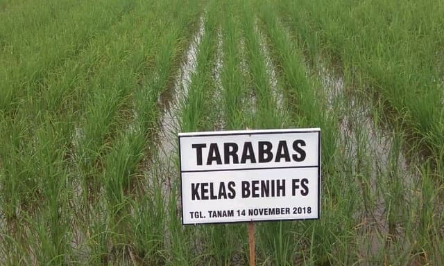Tarabas, Beras Khas Jepang Yang Mulai Dikembangkan di KALTENG