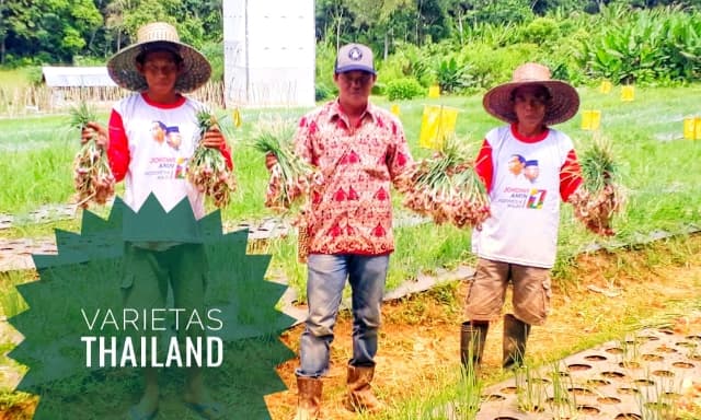 Barito Timur Siap Jadi Sentra Baru Bawang Merah Kalimantan