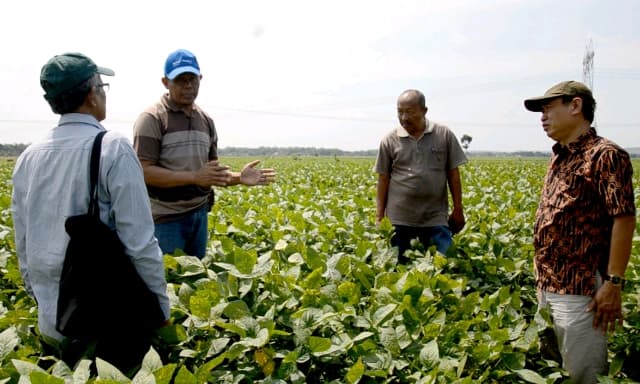Petani di Grobogan Tertarik dan Siap Kembangkan Kedelai Biosoy
