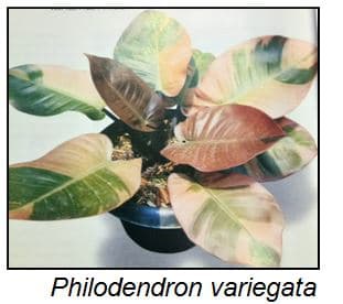 Prospek Pasar Philodendron dan Manfaat Kesehatan