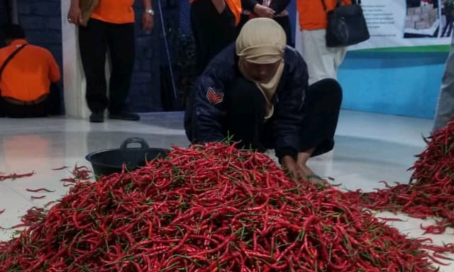 Penjualan Cabai Di Pasar Lelang Memberikan Kepastian Harga Para Petani