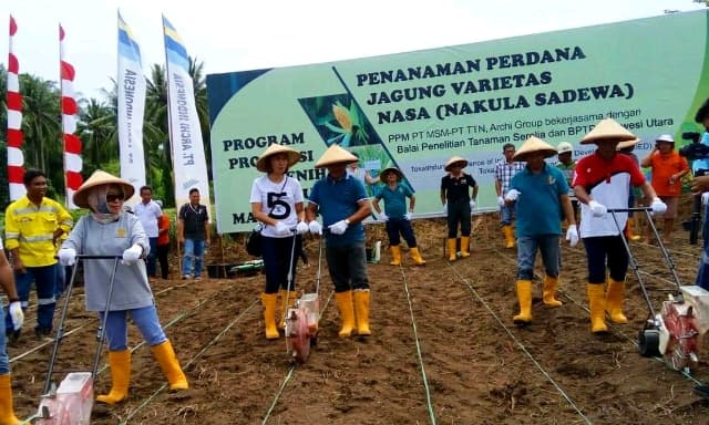 Dua Perusahaan Tambang Produksi Benih Jagung Hibrida Nasa-29 Bersama BPTP Balitbangtan Sulawesi Utara