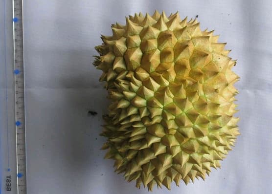 Durian Kunyit Resmi Terdaftar Sebagai Varietas Sumber Daya Genetik Bali