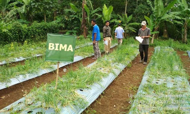 BPTP Banten Tingkatkan Kapasitas Petani Bawang Merah di Pandeglang Melalui Sekolah Lapang