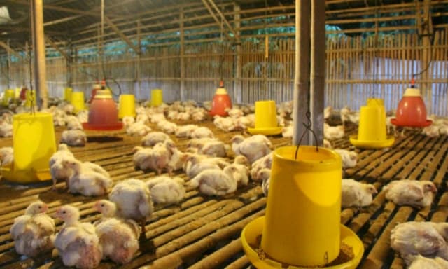 Harga Ayam Turun, Tanggungjawab Sektor Perdagangan
