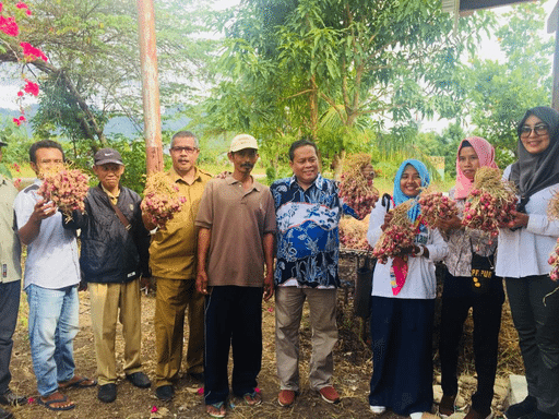 Petani Tidore dan Ternate Sangat Bersyukur Pada Panen Cabe dan Bawang Merah