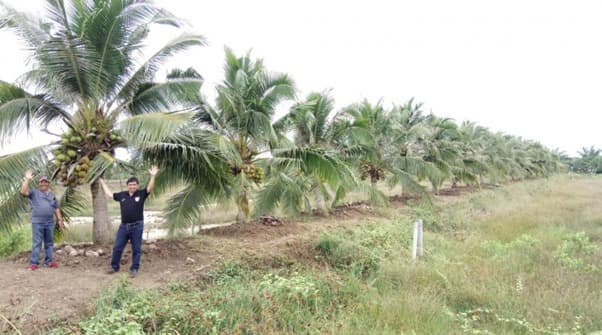 Kementan Perluas Wilayah Pengembangan Kelapa Genjah Pandan Wangi