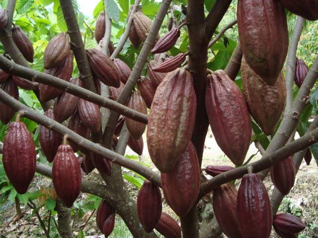 Indonesia Perluas Pasar Kakao di Uni Eropa