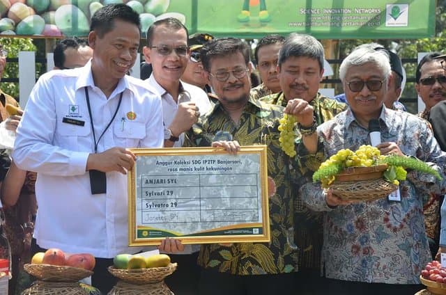 Anggur Janetes SP1 Idola Hortikultura Indonesia Masa Depan
