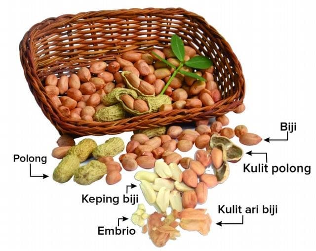 Balitbangtan Temukan Khasiat Kulit Ari Kacang Tanah untuk Obat