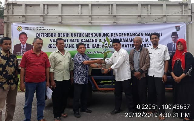 Balitbangtan Dukung Pengembangan Manggis Varietas Ratu Kamang di Daerah Asalnya Kab. Agam Sumatera Barat