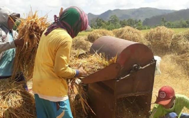 Tidak Hanya Sumatera, Petani di Jawa Juga Siap Panen Raya