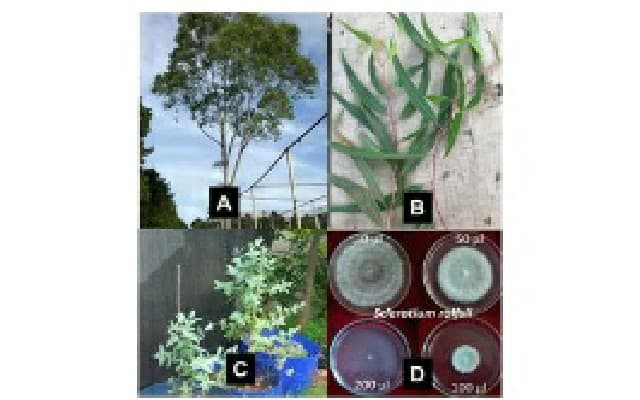 Potensi 1,8-Cineol Dari Tanaman Atsiri Eucalyptus SP Untuk Pengendalian Virus