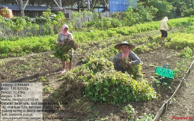 Kostratani Nimbokrang – Papua Lakukan Gerakan Panen, Olah dan Tanam Saat Isolasi Covid 19