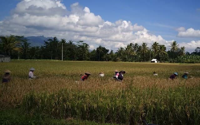 Meski Covid-19, Harga Gabah di Kabupaten Magelang Menggembirakan Petani