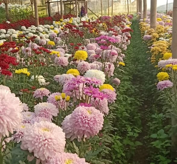 Kementan Apresiasi Upaya Dinas Pertanian Cianjur Bantu Petani Bunga di Tengah Wabah Pandemi Covid-19