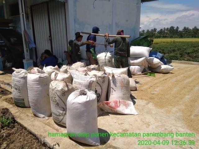Panen Padi Inpari 32 dan 42 Capai Hasil 10 ton di Pandeglang
