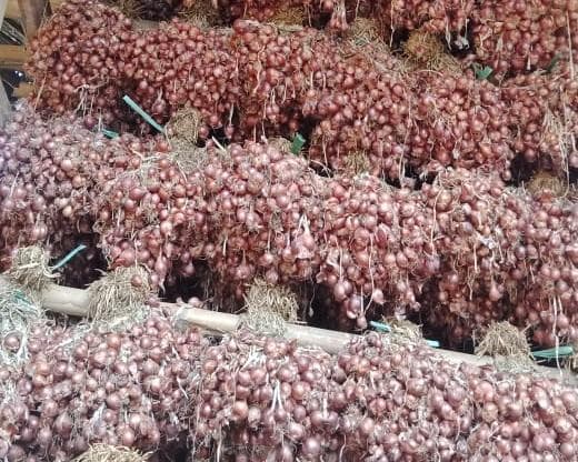 Produksi Bawang Merah Melonjak, Bupati Bima: Pendapatan Petani Terkerek