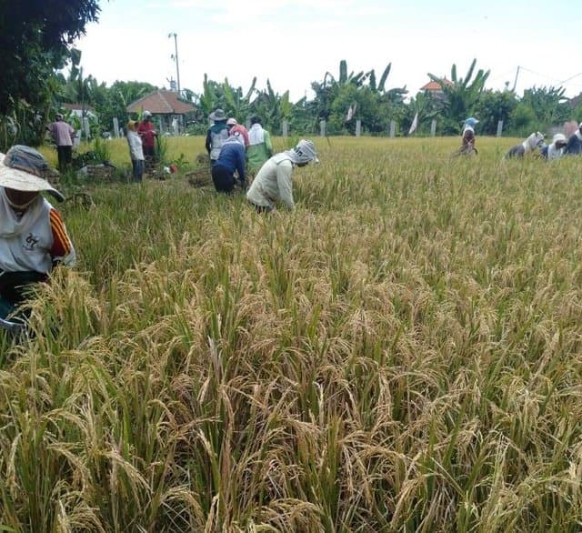 Petani di Bali Tetap Semangat Memanen Padi di Tengah Pandemi Covid-19