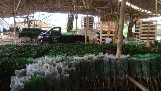 Geliat Bisnis ‘Lucky Bamboo’ di Tengah Pandemi, Ekspor Terus Meningkat