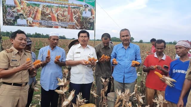 Berkat Program Korporasi Jagung, Lampung Timur Siap Jadi Sentra Benih