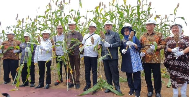 Perusahaan Swasta Kembangkan Sorgum Rakitan Balitbangtan di Lahan 150 Ribu Hektar