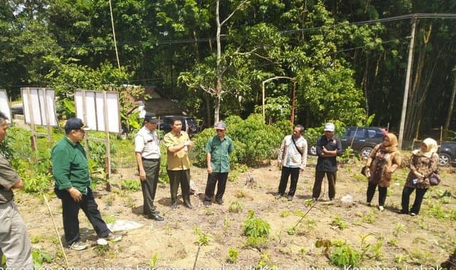 Kementan Kembangkan Jengkol di Ratusan Hektar Lahan di Banten