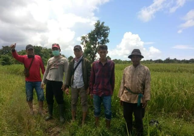 Pandemi Covid-19 Bukan Penghalang, Petani Sumenep Tetap Panen Padi, Jagung dan Bawang Merah