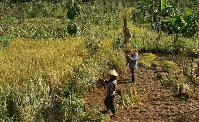 Pandemi Corona Bukan Penghalang Panen Padi Ladang Halmahera Barat
