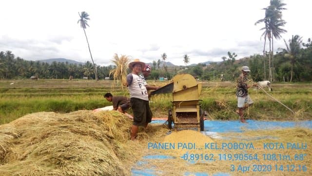Pandemi Covid-19, Kementan Bersama Dinas Pertanian Terus Dampingi Petani Sulteng untuk Ketersediaan Pangan