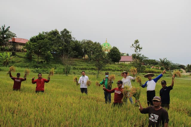 Cegah Stunting, Kalimantan Timur Panen Raya Inpari Nutri Zinc