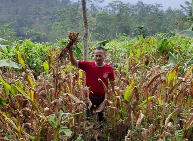 Meski Tak Mudah, Bertani Rimpang Janjikan Peluang Bisnis di Masa Covid 19