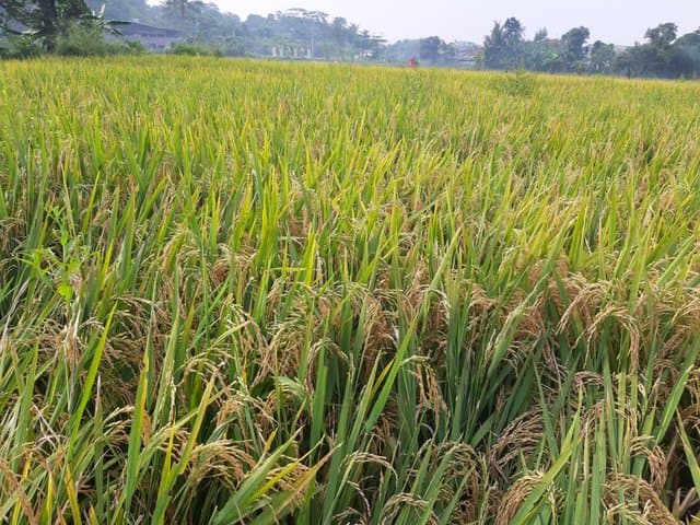 Lahan Rice Garden Kementan Mampu Tingkatkan Produksi Padi